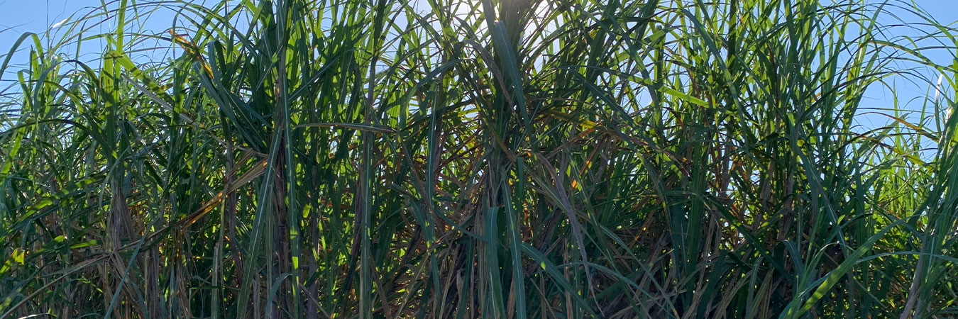 Agricultura sustentable