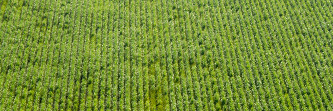 Cadena de Suministro sustentable y ética