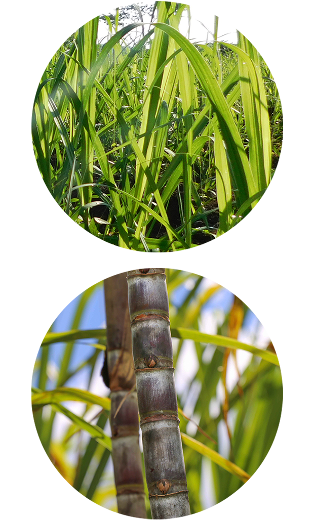 ASR Group Prioridades